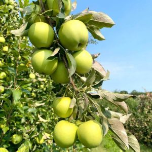 lyman-orchards-ginger-gold-apples